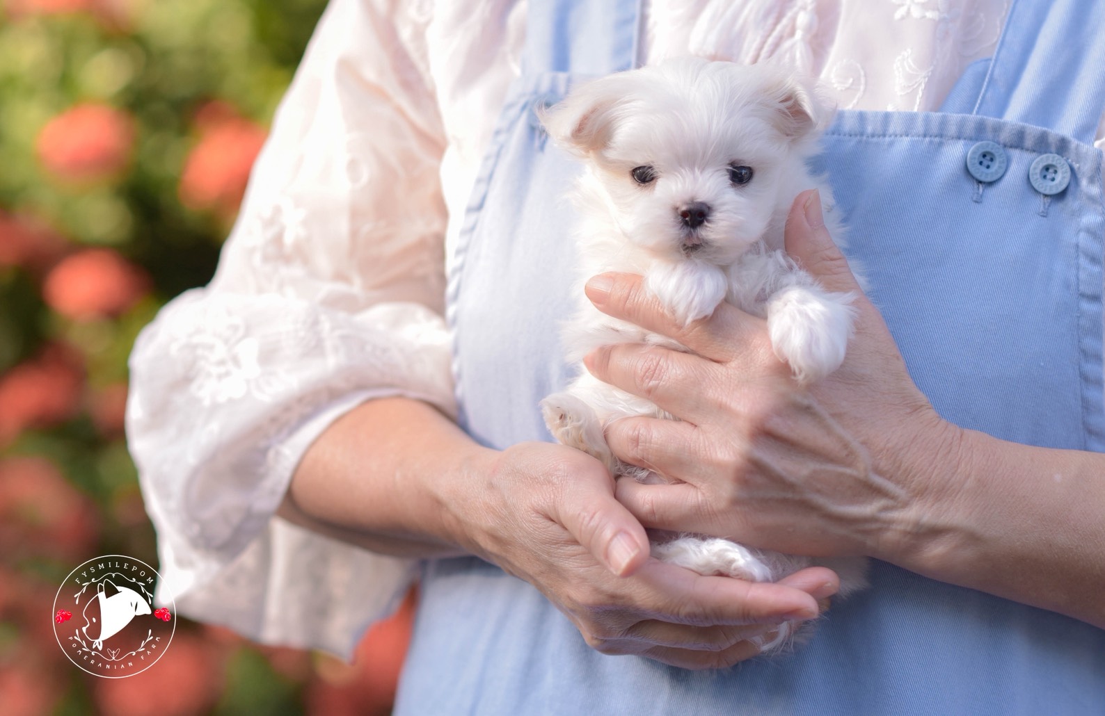 FYsmilepom น้องมอลทีส เพศผู้ หน้าตาน่ารักพร้อมย้ายบ้านค่า 0830777178 ,02