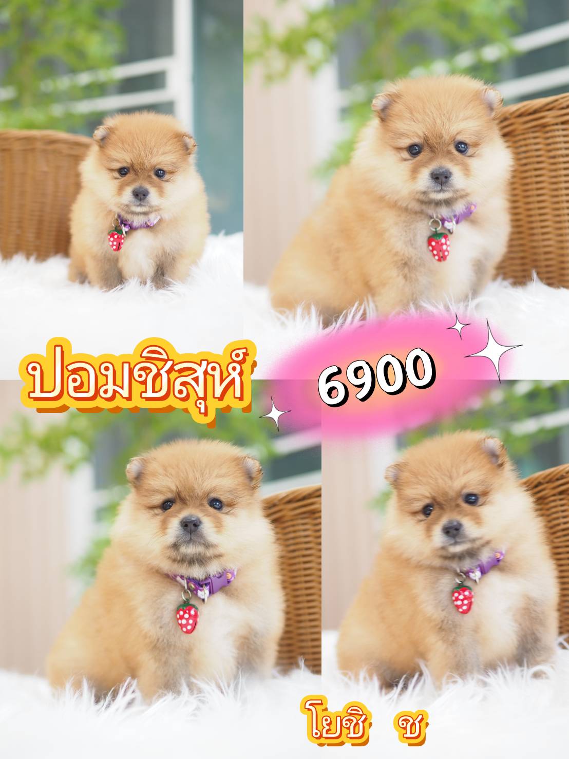 Pom