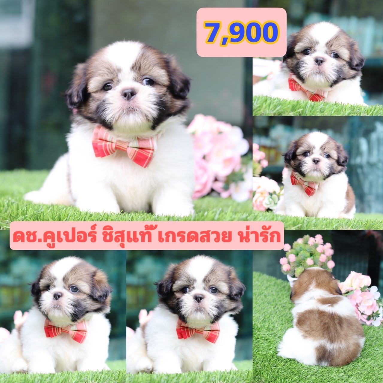 ชิสุแท้เกรดสวย