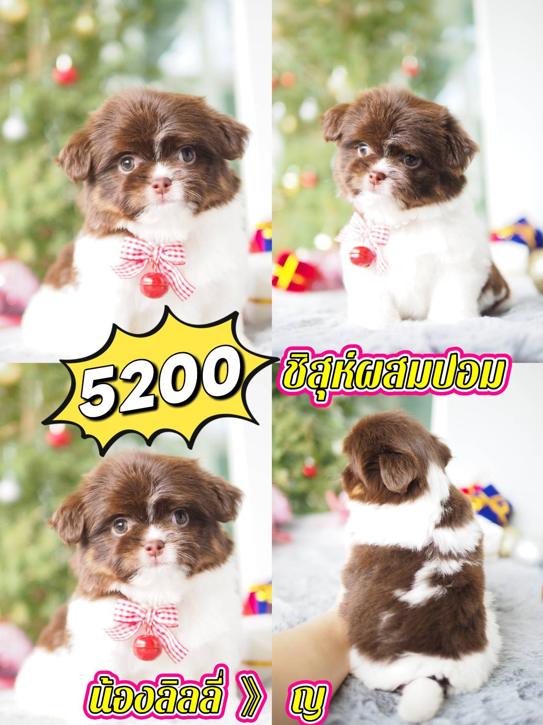 กิ๊ฟซ่าของแท้ @kibzaa เท่านั้น