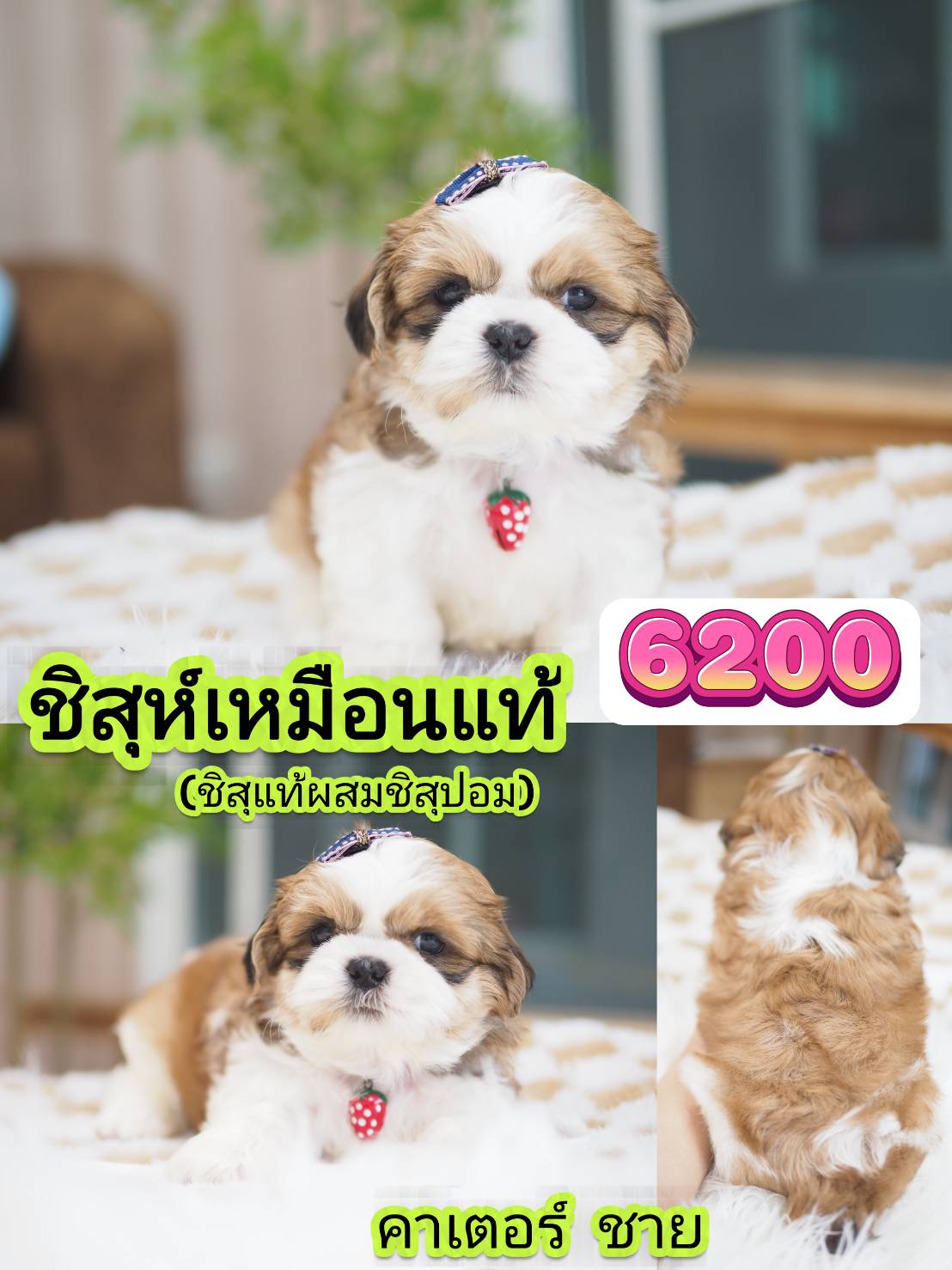 กิ๊ฟซ่าชิสุ ❤️ กทม