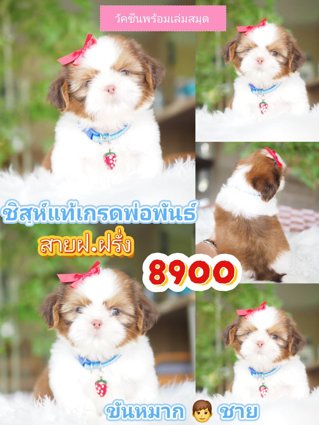 SHIHTZU