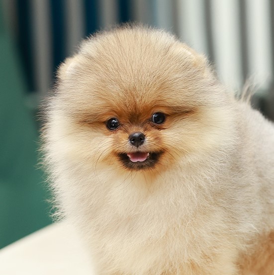 ปอมหน้าหมี ปอมแท้ ปอมเมอเรเนียน  HRF-50830 เพศหญิง สีส้ม อายุ 2 เดือน ตัวเล็ก ขา...