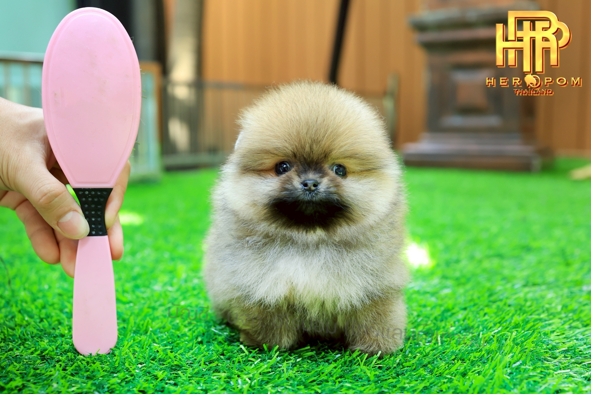 ] ปอมแท้ ปอมหน้าสั้น HRF-10846 เพศหญิง สีส้ม น่ารักมาก ๆ ถ่ายรูปแล้วขึ้นกล้องสุด...