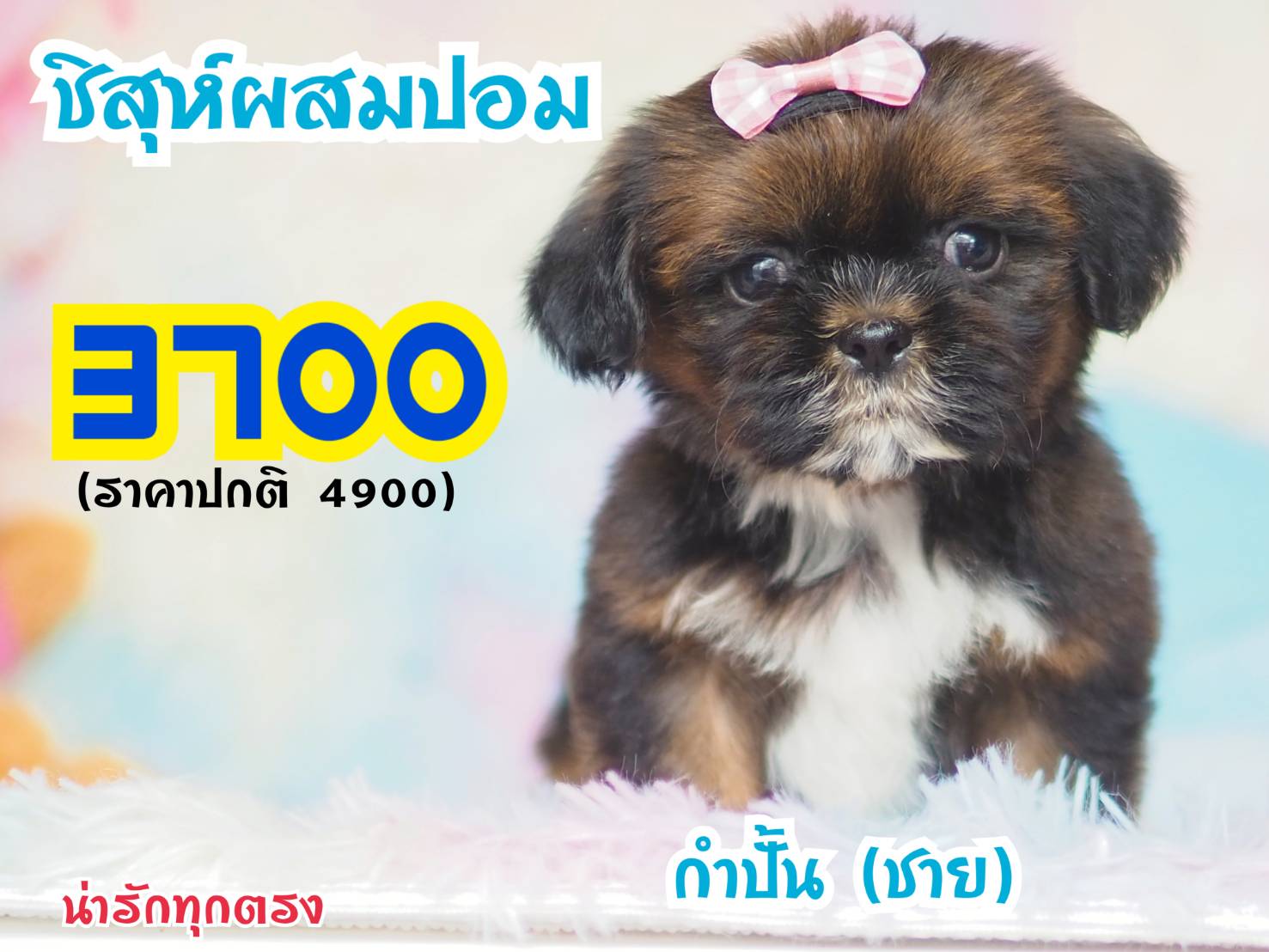 ❤️กิ๊ฟซ่า ชิสุปอม