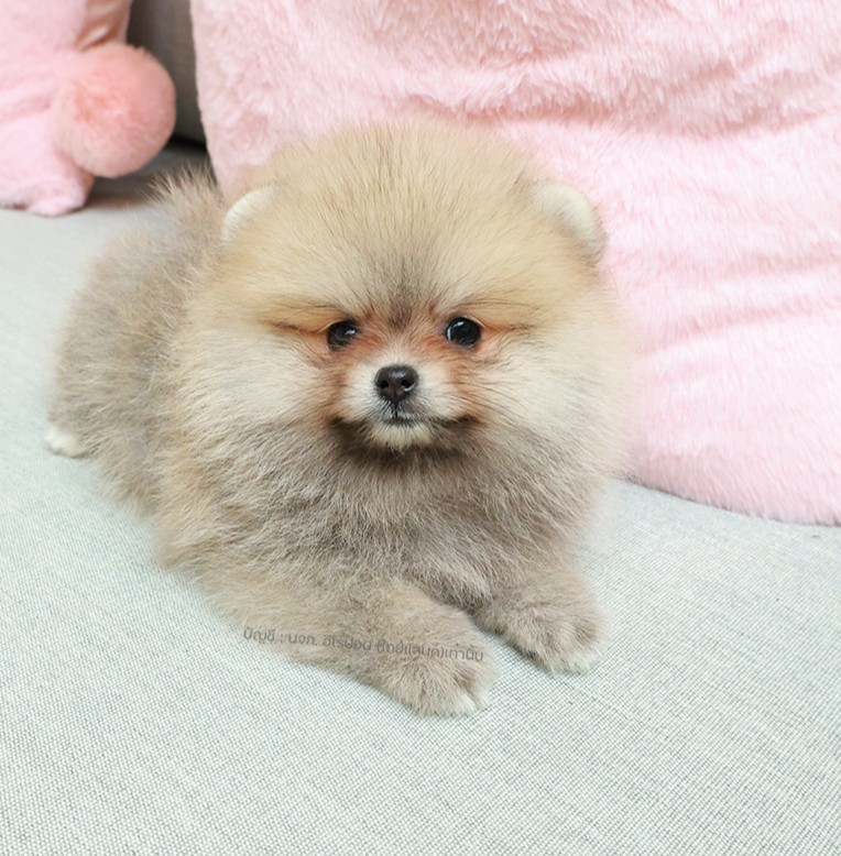 ปอมหน้าหมี ปอมแท้ ปอมเมอเรเนียน HRF-68359 เพศหญิง สีส้ม อายุ 2 เดือน ตัวเล็ก ขาส...