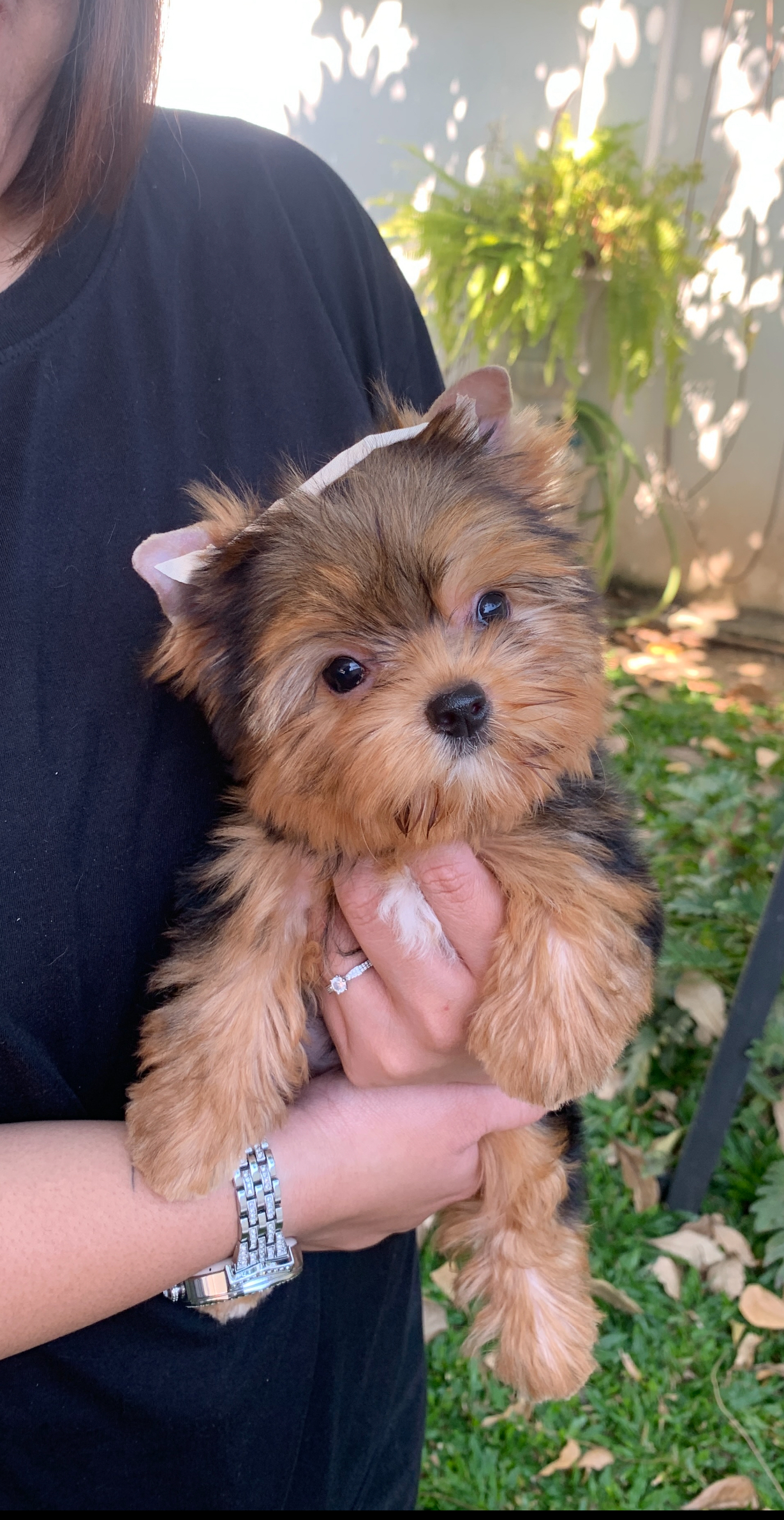 ยอร์คเชียร์ เพศหญิง