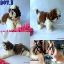 Boy.2  ขายน้องหมาพันธ์ ชิสุ สายเลือดดี พันธ์แท้ 100%