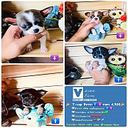 !!T-cup 4,900!!ชิวาวา ทีคัพ ผู้และเมีย ลดเหลือ 4,900 บาท<<<<