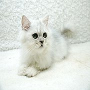 ขายลูกแมวชินชิล่า สีซิลเวอร์เฉด เพศเมีย 3 เดือนกว่า วัคซีน 2 เข็ม