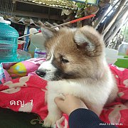ขายลูกสุนัขบางแก้วอายุ 40 วัน