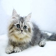 ขายแมวเปอร์เซีย สีบลูแท็บบี้ เพศผู้ 2 เดือนกว่า 