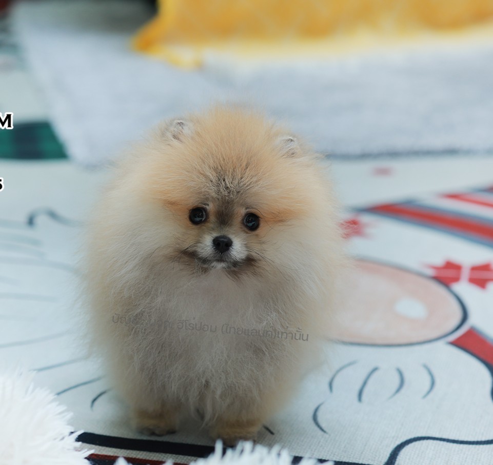 ปอมแท้ ปอมหน้าหมี HRM-10822 เพศชาย สีส้ม ตัวจิ๋วตัวเล็ก แก้มอ้วน น่าฟัดมาก ๆ ตอน...