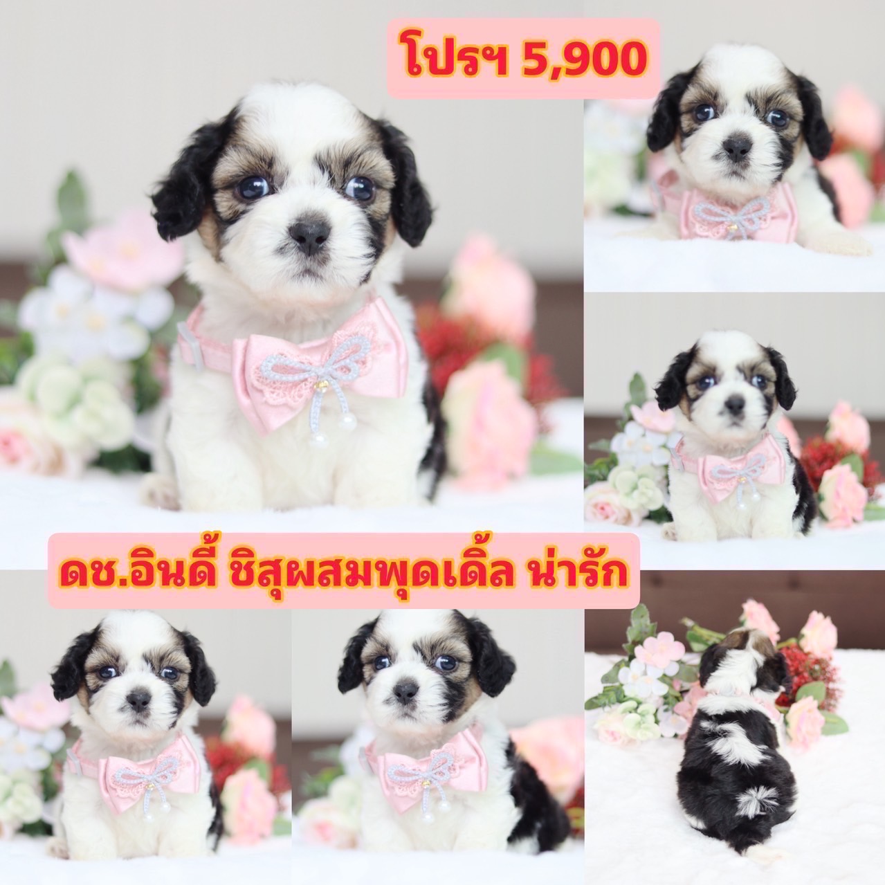 ชิสุผสมพุดเดิ้ล