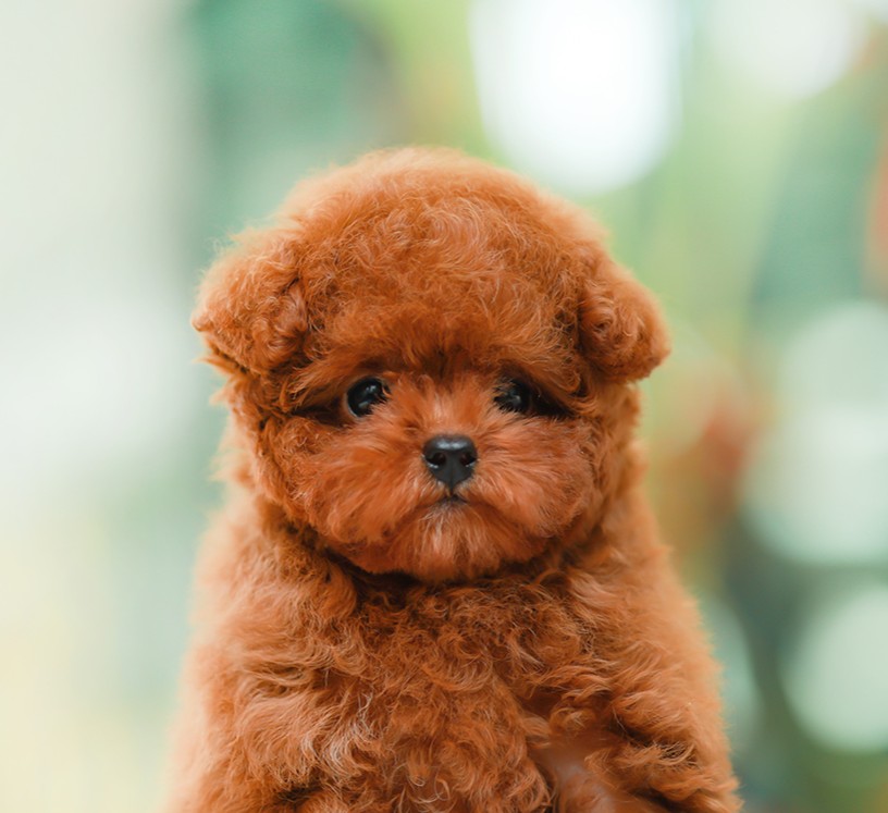 พุดเดิ้ล PDF-02080 เพศหญิง สีน้ำตาลแดง อายุ 2 เดือน ตัวเล็ก ขาสั้น หน้าสั้น ขนแน...