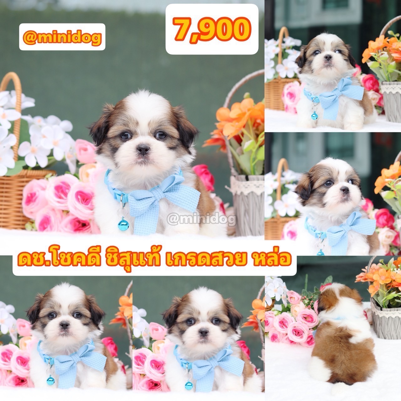 ชิสุแท้เกรดสวย