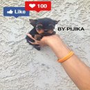 น้องจิงเกอเบลว์ เพศเมีย สายเลือดแชมป์USA-ไทย*น้องได้บ้านใหม่แล้วจร้า* T-cup-เล็ก...