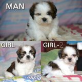 Shih Tzu ขนาดทอยหล่อและสวยการันตีสุขภาพพันธุ์แท้100%