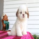 (ปิดการขาย)ด.ญ.บราวนี่ หน้าตาน่ารัก จมูกน้ำตาล นัยน์ตาอมเขียว จาก Kibzaa Shihtzu