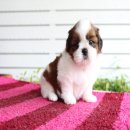 ด.ช.ดีน่า เกรดสวย หน้าหวาน ขนแน่น อ้วน เตี้ย ตาสวย