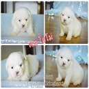 Smalldogland🐶น้องโอโม่ชิสุแท้เพศผู้สีขาวล้วนอายุเกือบ2เดือนน้องหมาจากSma...