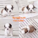 ชิสุแท้ เพศผู้ สุขภาพแข็งแรง พร้อมย้ายบ้าน มีบริการส่ง