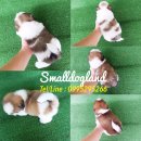SMALLDOGLANDจำหน่ายลูกชิสุห์พันธุ์แท้100%คอกนี้มีผู้3เมีย2พร้อมย้ายบ้านมีบริการจ...