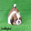 Smalldoglandจำหน่ายลูกชิสุแท้ฟอร์มสวยเกรดประกวดแต่ราคาเบาๆมีบริการส่งทั่วไทย