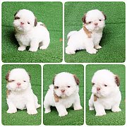 🐶ชิสุห์ทอยแท้เพศเมีย🐶พันธ์แท้✔บริการส่ง✔ประกันสุขภาพ✔รับบัตรเครด...