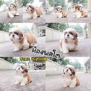 🐶พลูโต🐶ชิสุทอยฟอร์มสวยเกรดประกวด🔴มีบริการส่ง✔ประกันสุขภา...