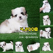 จำหน่ายชิสุทอยแท้คอกใหม่🐶ผู้2🐶เมีย2📍พร้อมย้ายบ้านมีบริกา...