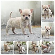 🐕ชิวาวาตัวเล็กน่ารักราคาเบาๆมีบริการส่งจ้า