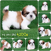 💥Shihtzu toy💥ชิสุห์ทอยพันธุ์แท้🐕เพศเมียเกรดสวยรับประกันส...