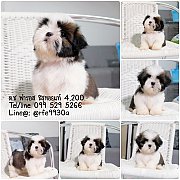 🐶น้องฟารอส🐶ชิสุห์ทอยแท้เพศผู้ฟอร์มสวยมาก🐶รับประกันสุขภาพ...
