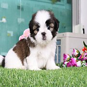 ชิสุแท้น้องเบอรี่ 