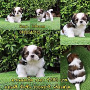 ชิสุแท้น้องพ็อกเก็ต 