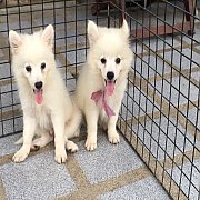 ปอมเมอเรเนียน  สีขาว 