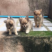 ชิวาวาปอม วัคซีีนแล้ว 3000-3300