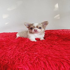 ชิวาวา ขนยาว เพศผู้ พร้อมย้ายบ้าน