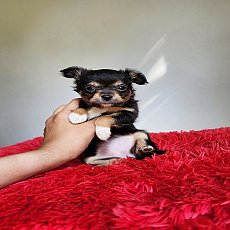 ชิวาวาขนสั้น ขนยาว 3ตัว พร้อมย้ายบ้าน