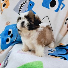 ชิสุแท้4200.- ส่งฟรีกทม.มีปลายทาง line:: happyshihtzu4289