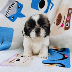 ชิสุแท้4200.- ส่งฟรีกทม.มีปลายทาง line:: happyshihtzu4289