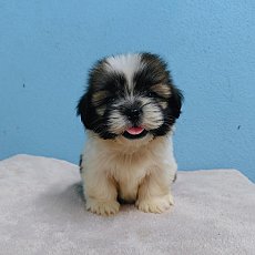 ชิสุแท้4200.- ส่งฟรีกทม.มีปลายทาง line:: happyshihtzu4289