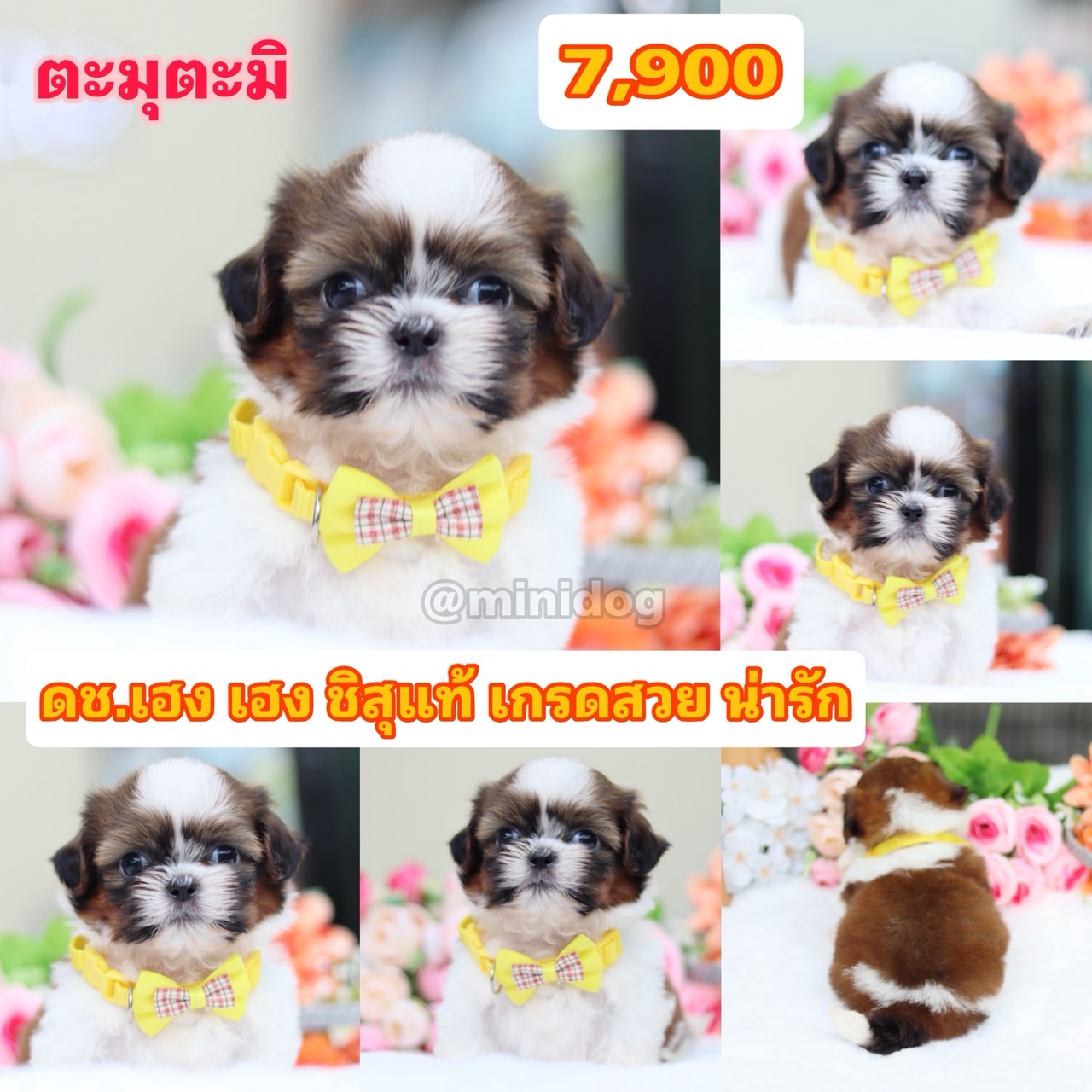 ชิสุแท้เกรดสวย