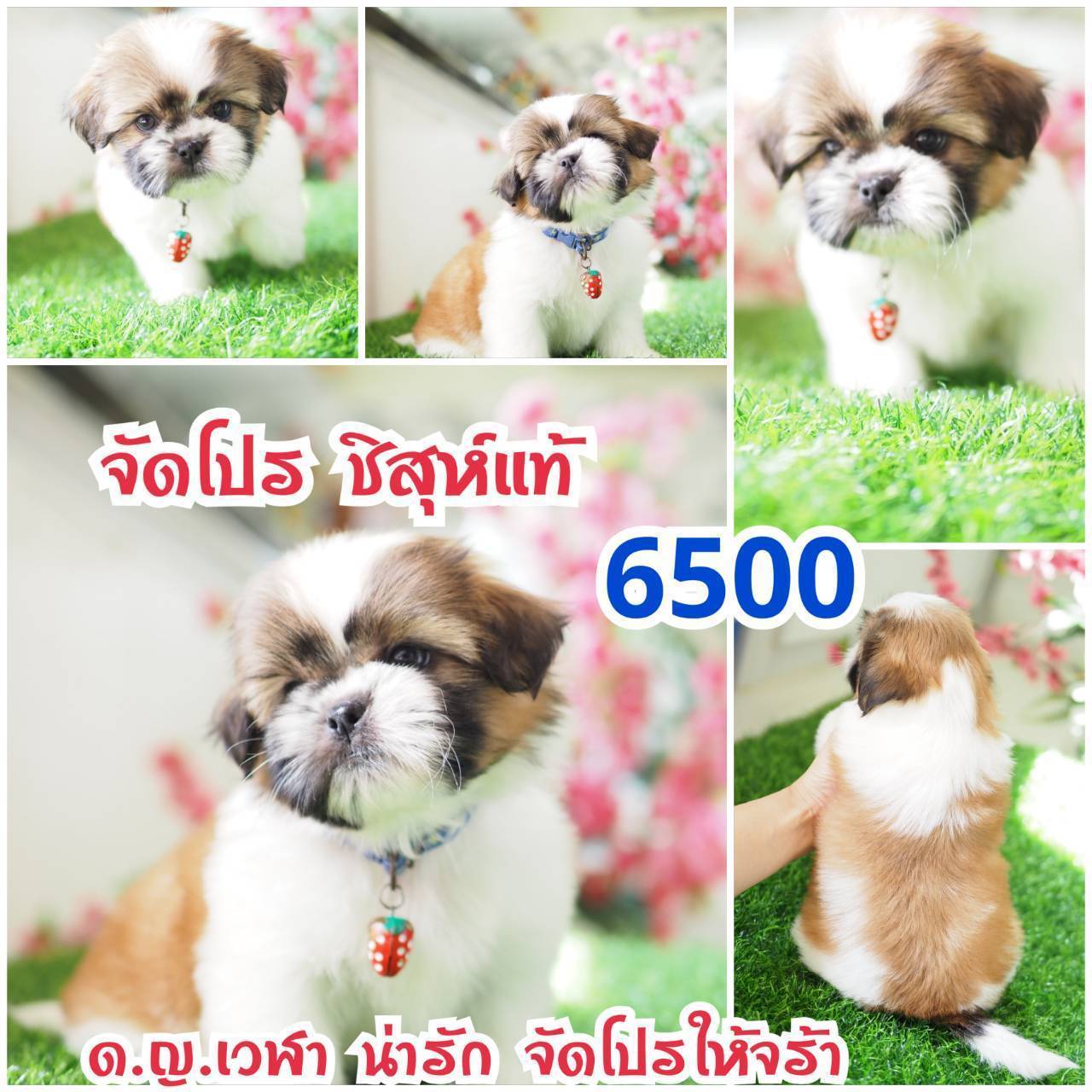 กิ๊ฟซ่า ชิสุห์  ลดได้