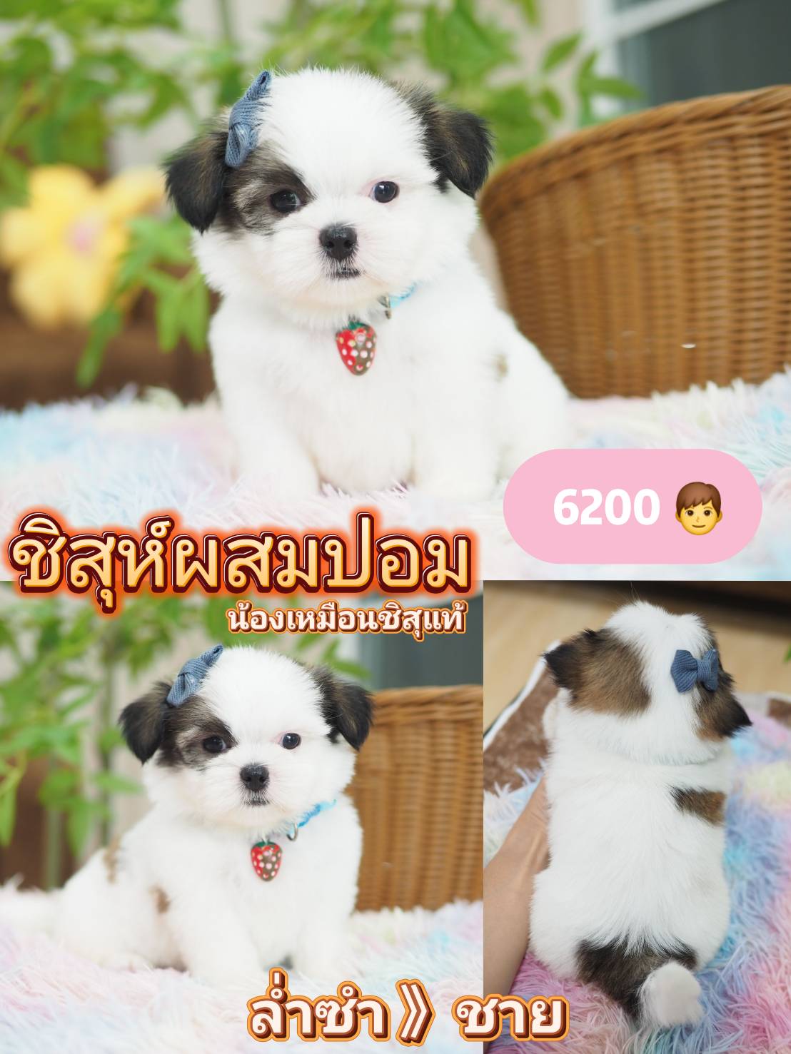 Shihtzupom