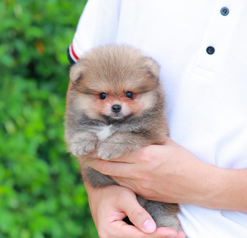 ปอมแท้ ปอมหน้าสั้น HRM-10464 เพศชาย สีส้ม สาวฮอต หน้าตาน่ารัก น่าเอ็นดูมาก ๆ แก้...