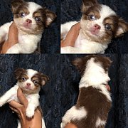 ชิวาวา สายช็อก