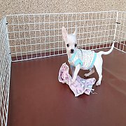 ชิวาวา ขนสั้น สีขาว เพศผู้ พร้อมย้ายบ้าน