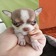 ชิวาวาแท้ ขนสั้นและยาว